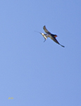 Barn Swallow 1955